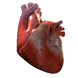 heart